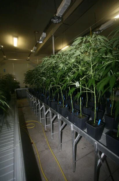 6000K waterdichte plantenkweek LED-lamp voor Mushroom House Farm